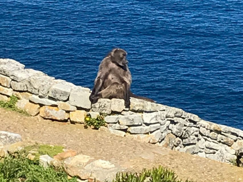 Cape Town: Some Attractions of the Cape (private & exclusiv) - Cape Point finishes with the big view