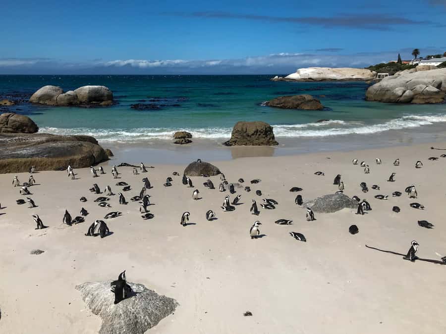 Cape Town: Some Attractions of the Cape (private & exclusiv) - Why a private guide changes the day