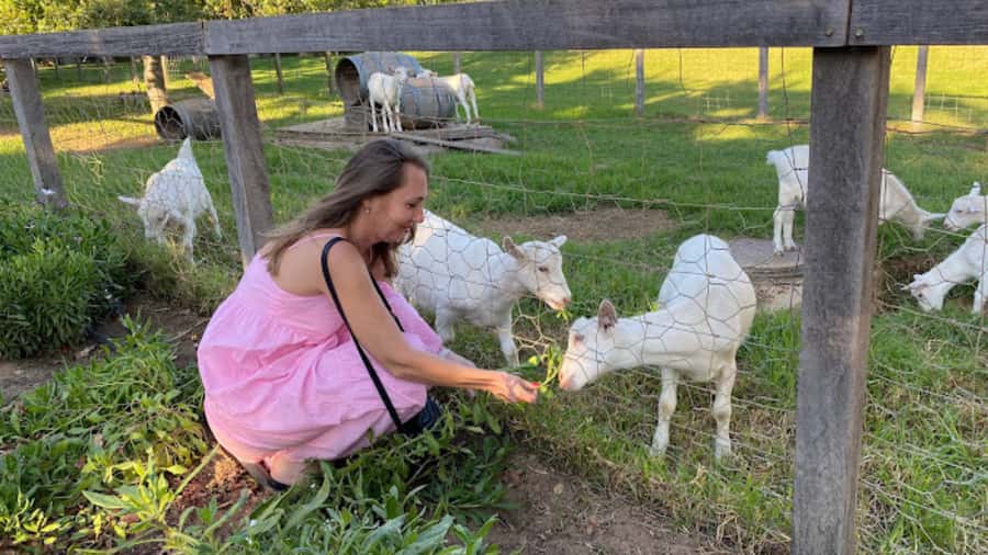 Cape Town: Stellenbosch, Franschhoek and Paarl Wine Day Trip - A walking break on Stellenbosch’s Dorp Street