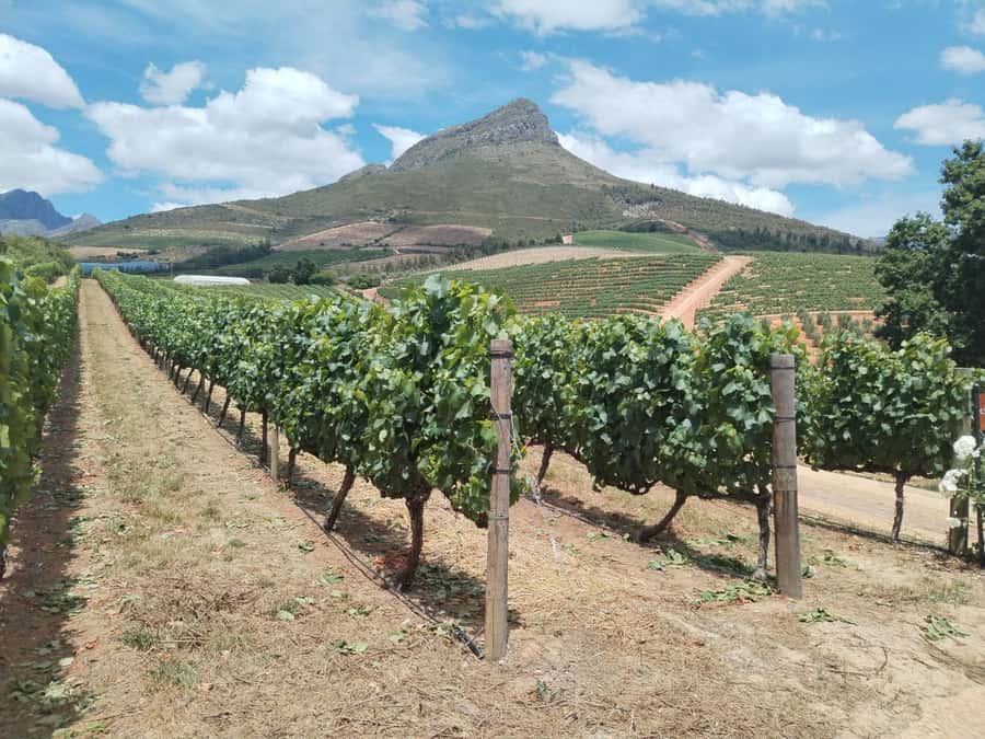 Cape Town: Stellenbosch, Franschhoek, Wine Tasting and Tram - Why this wine-country day works
