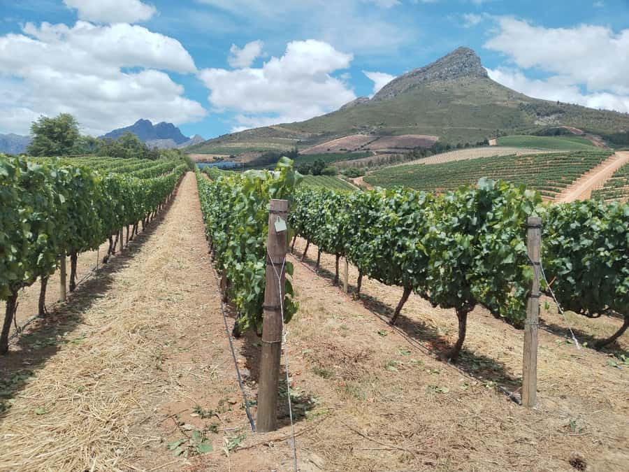 Cape Town: Stellenbosch, Franschhoek, Wine Tasting and Tram - Stellenbosch gives you 40 minutes of town time