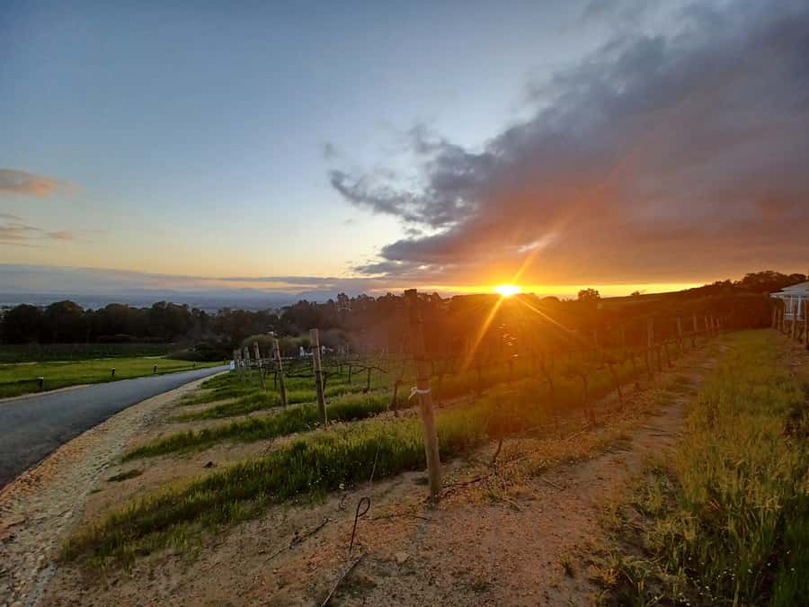 Cape Town: Stellenbosch Wine Half-Day Tour - From Cape Town townships to Stellenbosch vineyards