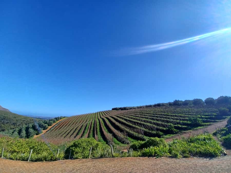Cape Town: Stellenbosch Wine Half-Day Tour - Marianne and the biltong pairing