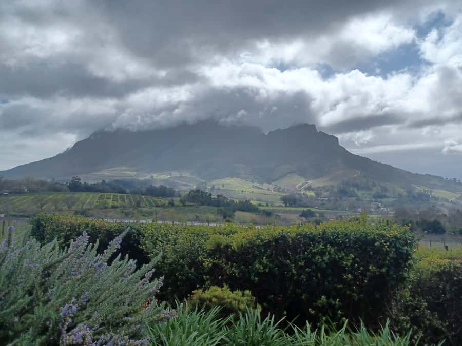 Cape Town: Stellenbosch Wine Half-Day Tour - Fairview, cheese, and the chance to eat lunch