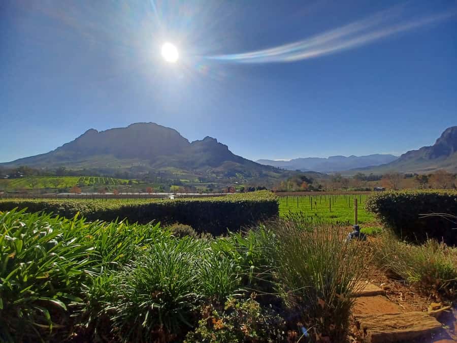 Cape Town: Stellenbosch Wine Half-Day Tour - Stellenbosch’s Cape Dutch streets