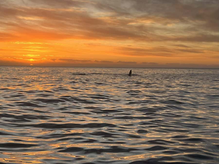 Cape Town: Sunset Cruise from V&A Waterfront with Bubbly - Setting sail from the V&A Waterfront