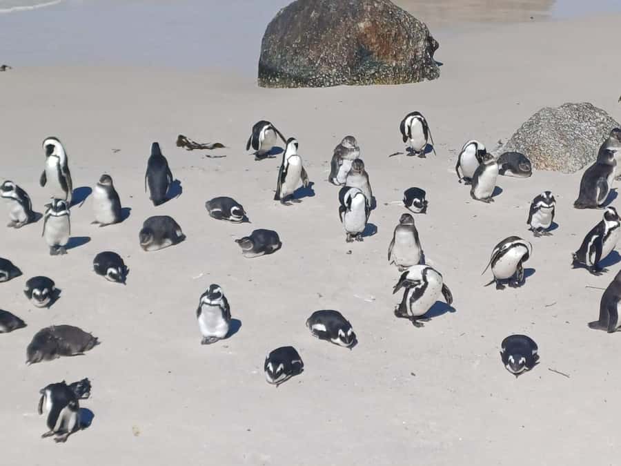 Cape Town: Sunset Penguins & Cape of Good Hope Half-Day Tour - Boulders Beach is the emotional center of the tour