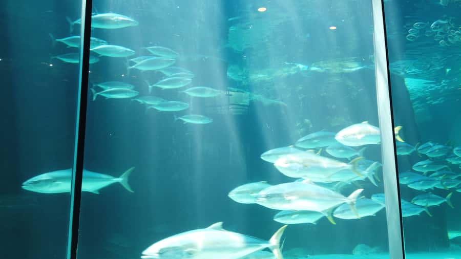 Cape Town: Table Mountain and Robben Island Tour - What the $111 price really covers