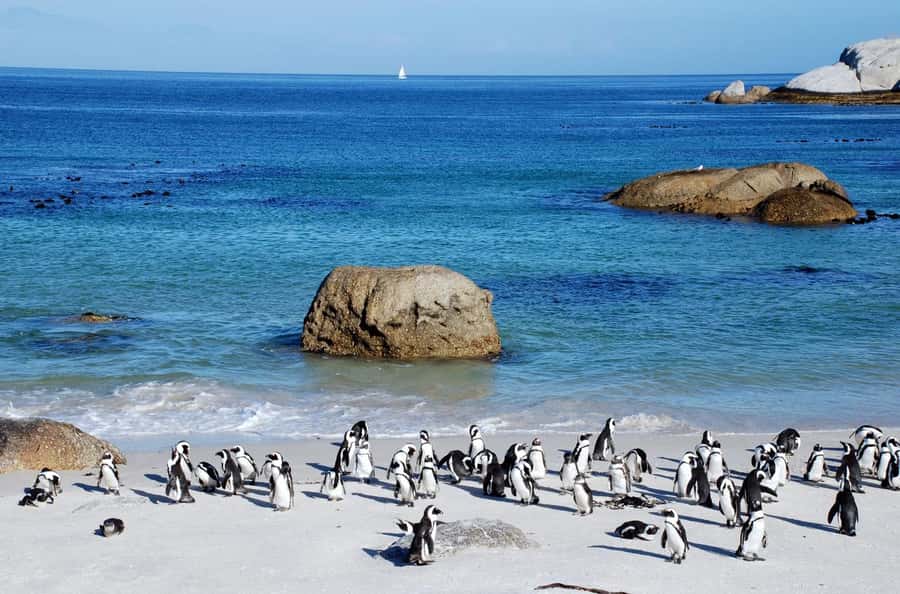 Cape Town: Table Mountain & Cape of Good Hope Full-Day Tour - Boulders Beach and the African penguins