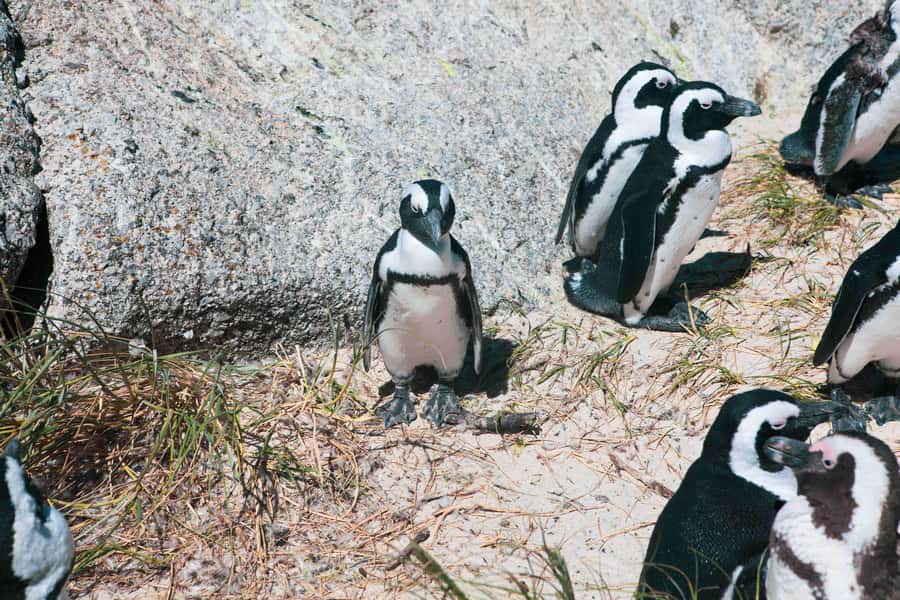 Cape Town: Table Mountain, Cape Point, and Penguins Tour - What the $40 price really covers