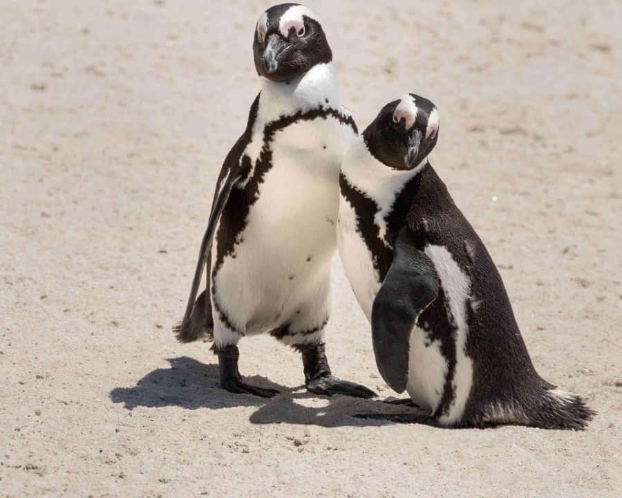 Cape Town: Table Mountain, Cape Point, and Penguins Tour - Cape of Good Hope and the peninsula’s wild edge