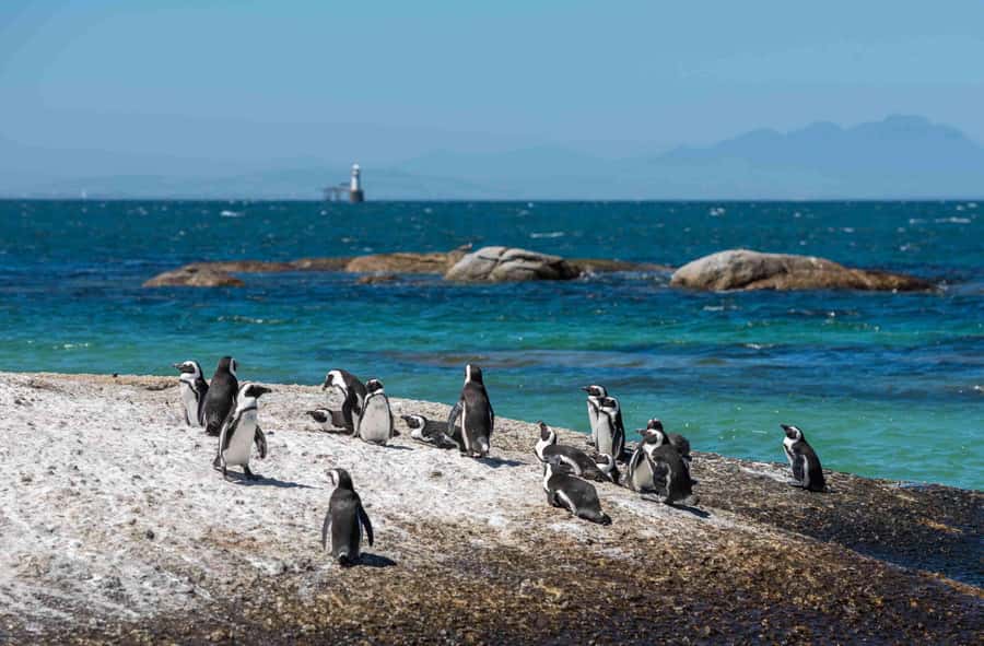 Cape Town: Table Mountain, Cape Point, and Penguins Tour - Boulders Beach and Cape Town’s African penguins