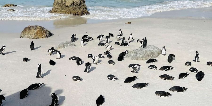 Cape Town: Table Mountain, Cape Point, Penguins Group Tour - The New Cape Point Lighthouse and the ocean meeting point