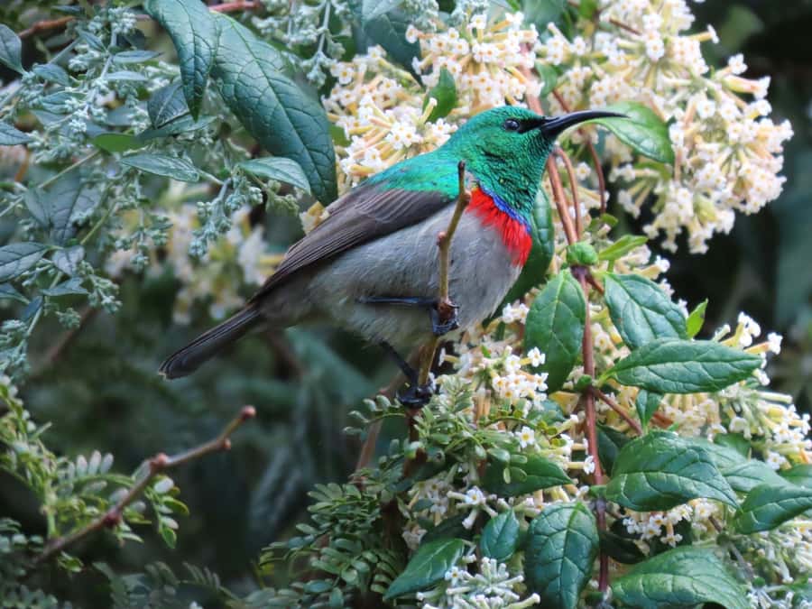 Cape Town: Table Mountain, Kirstenbosch Botanic Garden Tour - Should you book it?