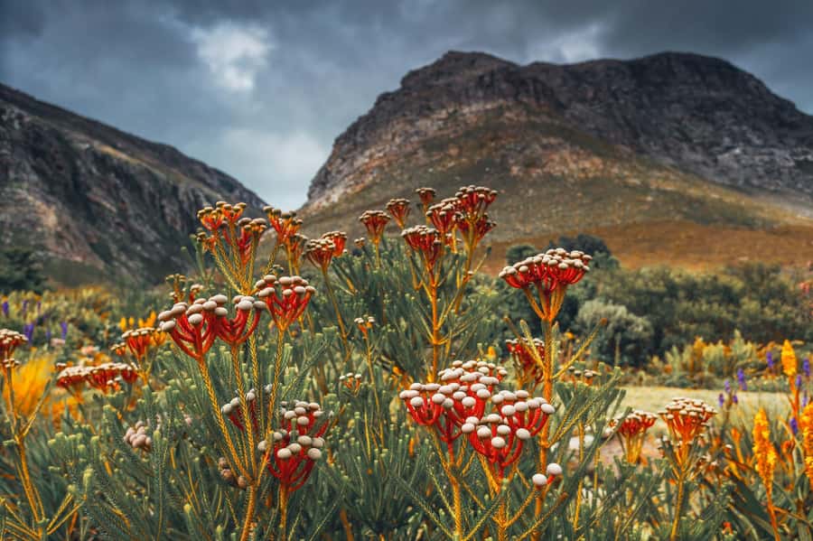 Cape Town: Table Mountain, Kirstenbosch Botanic Garden Tour - Who will enjoy this Cape Town tour most