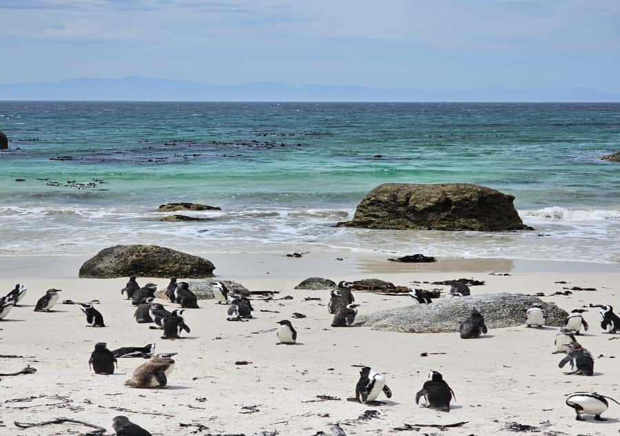 Cape Town Table Mountain Penguins & Cape Point All-inclusive - Key points to know before booking