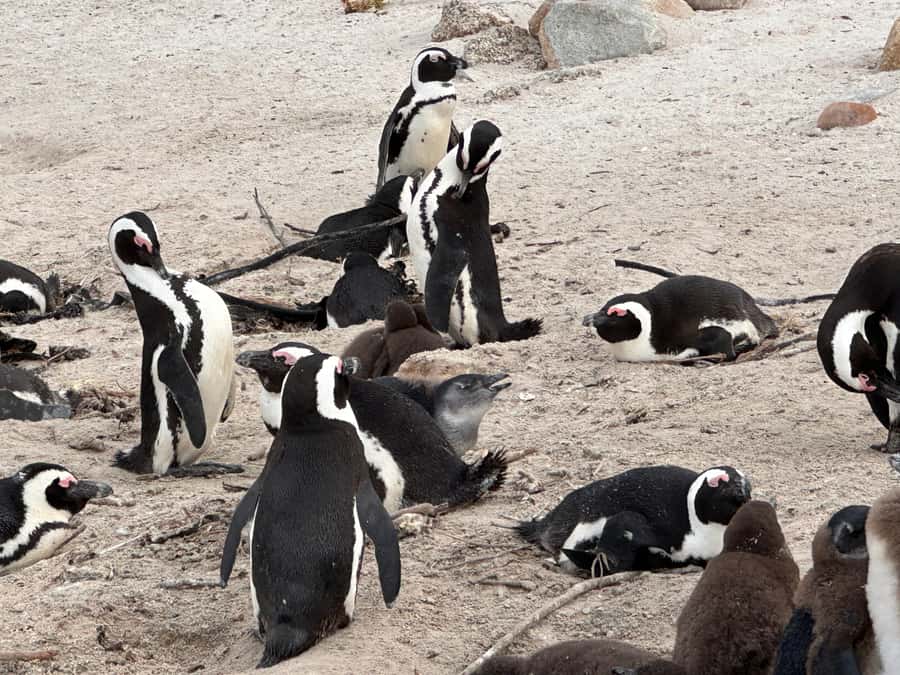 Cape Town Table Mountain Penguins & Cape Point All-inclusive - Cape of Good Hope earns the iconic photograph