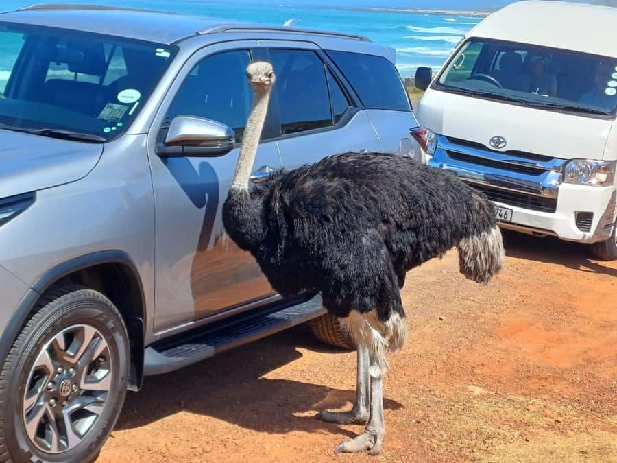 Cape Town Table Mountain Penguins & Cape Point All-inclusive - Table Mountain is the day’s main early test