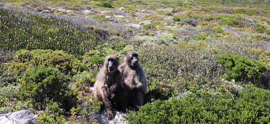 Cape Town: Table Mountain, Penguins & Cape Point Group Tour - Table Mountain: the day’s essential view