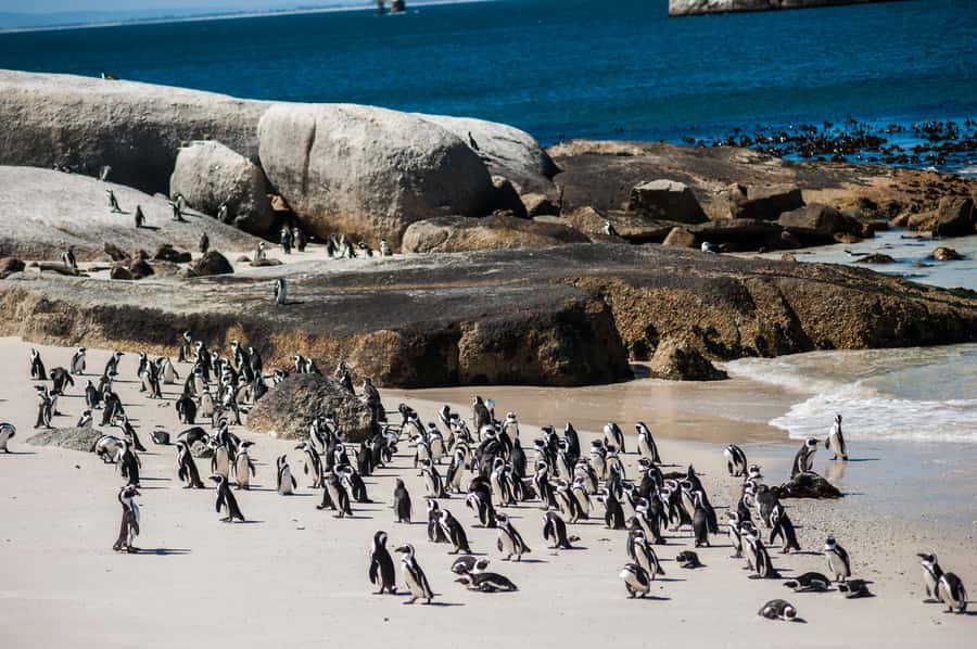 Cape Town: Table Mountain, Penguins & Cape Point Group Tour - Maiden’s Cove and Camps Bay photo time