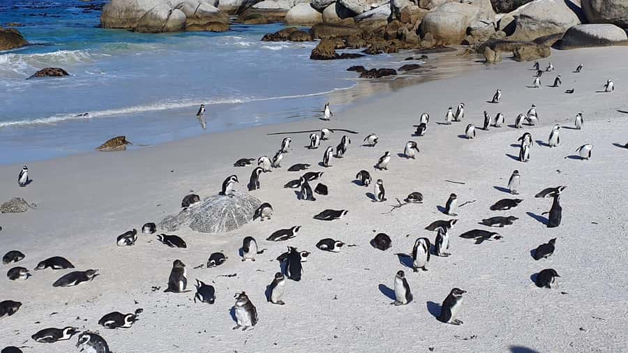 Cape Town: Table MT, Cape Point & Penguins Instagram Tour - A quick ostrich stop before Cape Point