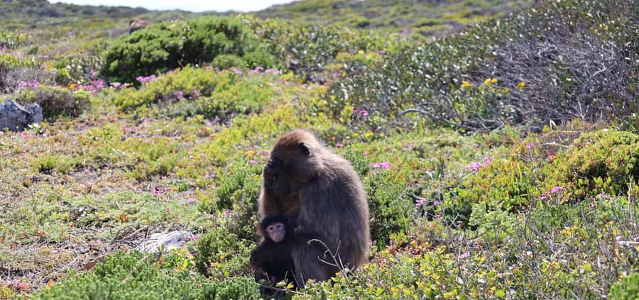 Cape Town: Tour Cape Point & Boulders Beach Penguin Day Trip - Noordhoek Farm Village is a useful midmorning break