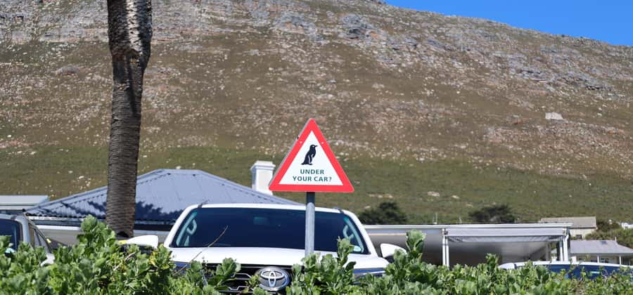 Cape Town: Tour Cape Point & Boulders Beach Penguin Day Trip - Boulders Beach is the day’s wildlife payoff