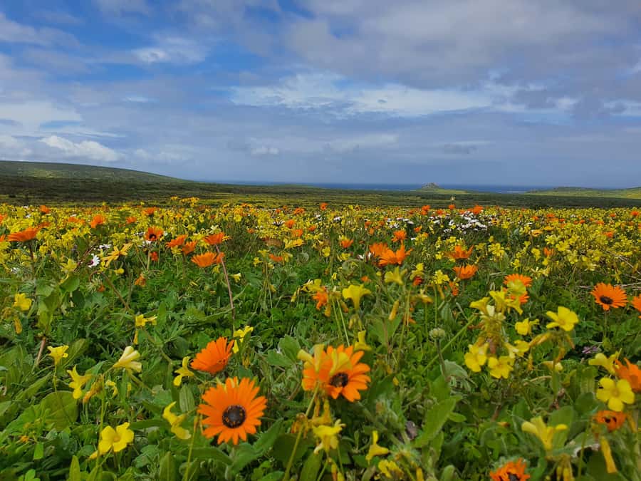 Cape Town: West Coast Spring Tour 2025 - !Khwa ttu and the San story