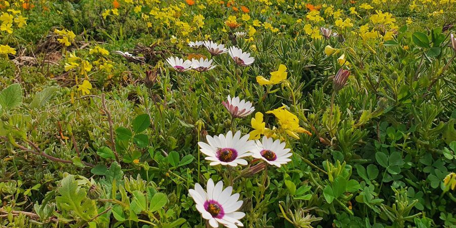Cape Town: West Coast Spring Tour 2025 - West Coast National Park in spring