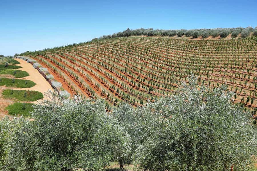 Cape Town: Wine Tram & Winelands Tour with Tastings & Pickup - Four Estate Tastings and the Pace of the Day