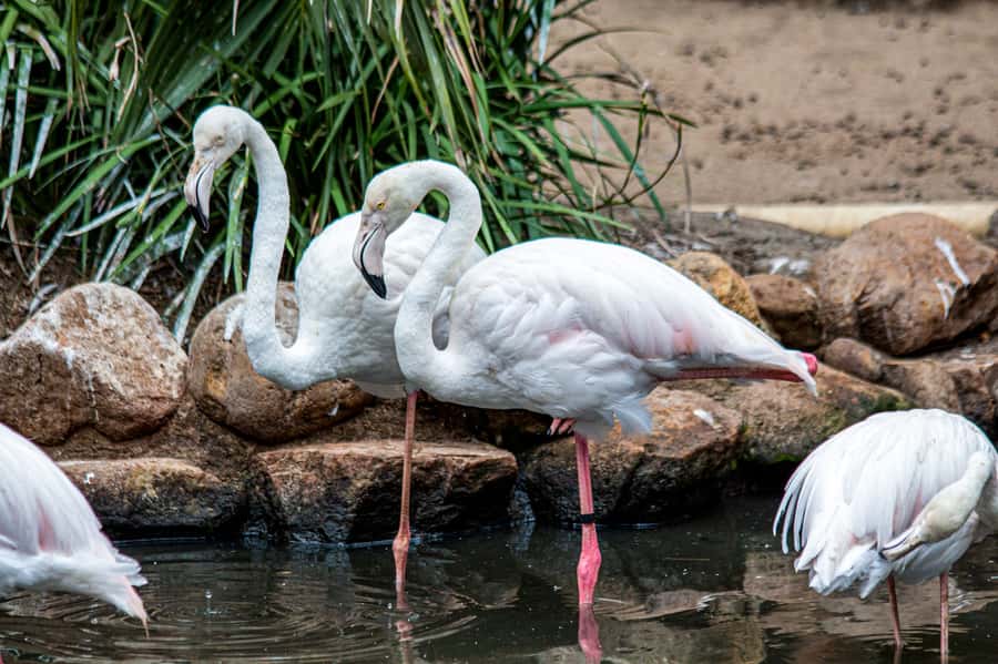 Cape Town: World of Birds & Animal Sanctuary - Key points to know before you go