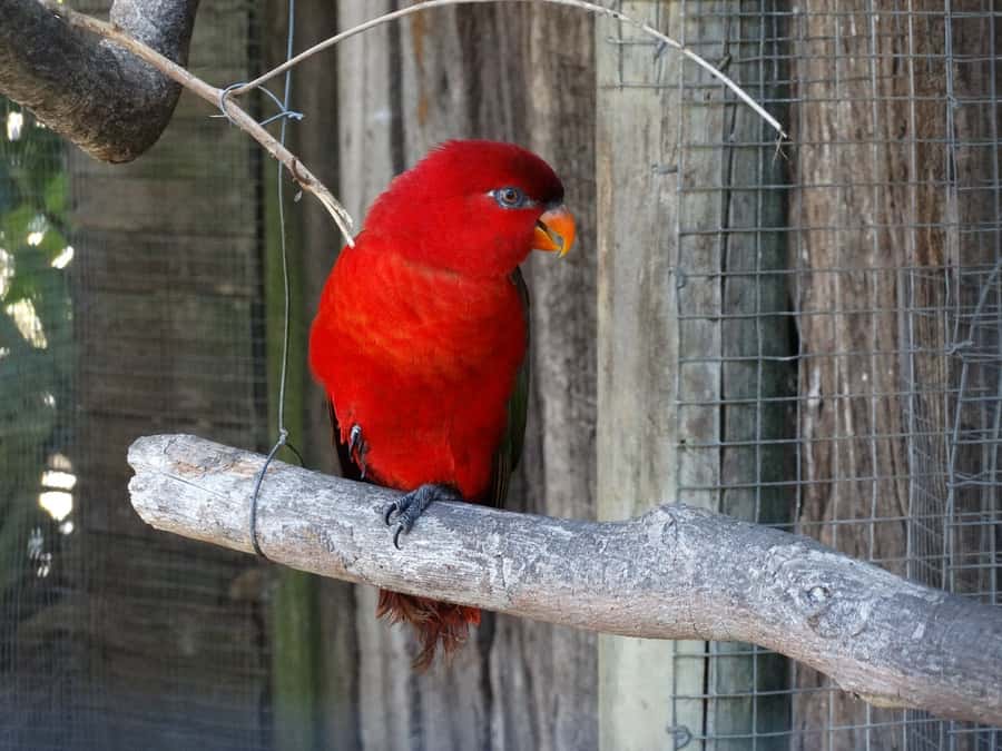 Cape Town: World of Birds & Animal Sanctuary - Entering Africa’s largest bird sanctuary