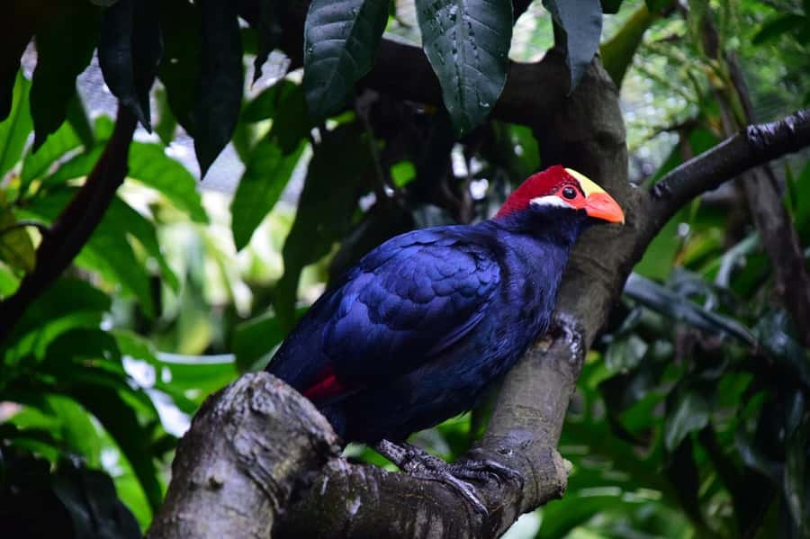 Cape Town: World of Birds & Animal Sanctuary - The Monkey Jungle and Squirrel Monkey encounter