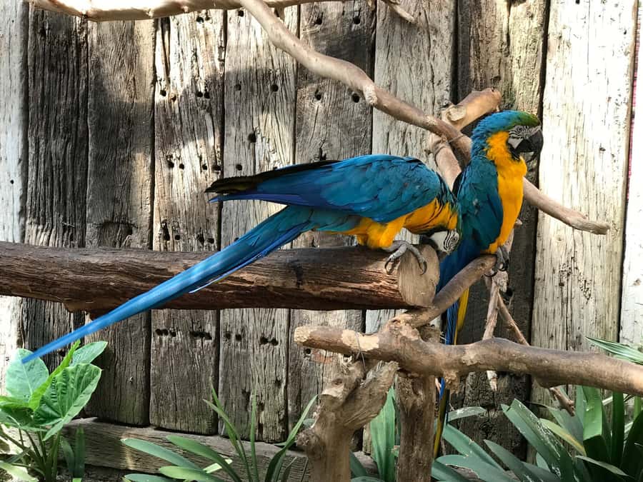 Cape Town: World of Birds & Animal Sanctuary - Visiting in changing weather