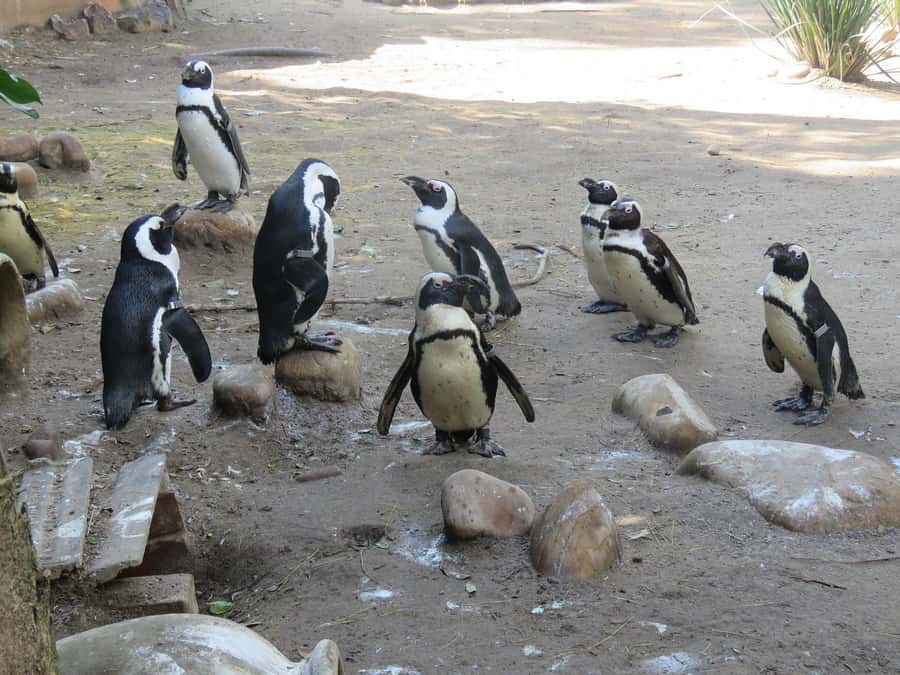 Cape Town: World of Birds & Animal Sanctuary - Walking through 100 aviaries