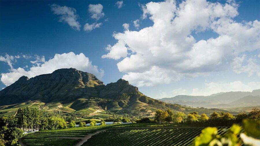 Cape Wineland 3 Award Winning Vineyards - Fairview: wine with a proper cheese partner