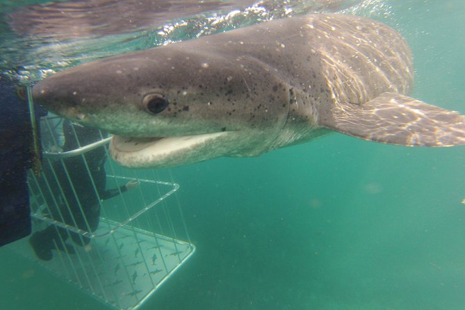 CapeTown: Shark Cage Diving Experience with Scuba - Starting at Simon’s Town and heading into False Bay