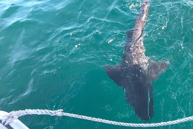 CapeTown: Shark Cage Diving Experience with Scuba - Seasickness is the unglamorous part
