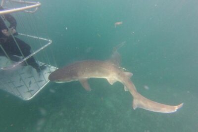 CapeTown: Shark Cage Diving Experience with Scuba
