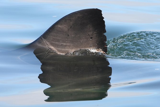 CapeTown: Shark Cage Diving Experience with Scuba - Cold water, wet clothes, and what to pack