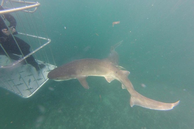 CapeTown: Shark Cage Diving Experience with Scuba - The crew is a major part of the value