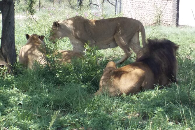 Captivating Safari Lion Park Experience (Half Day Guided Tour) - What this Johannesburg safari actually is