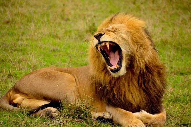 Captivating Safari Lion Park Experience (Half Day Guided Tour) - Giraffes, photographs, and close encounters
