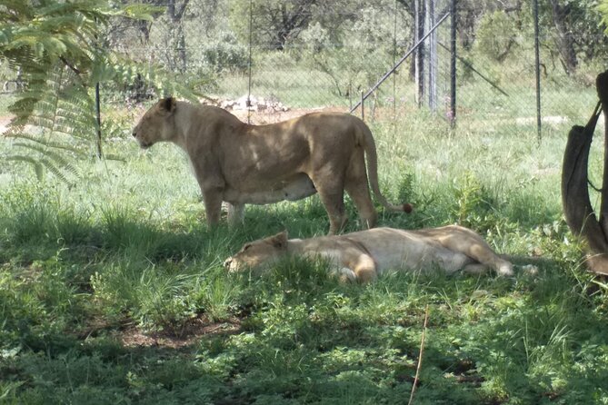 Captivating Safari Lion Park Experience (Half Day Guided Tour) - Guide quality and the human side of the tour