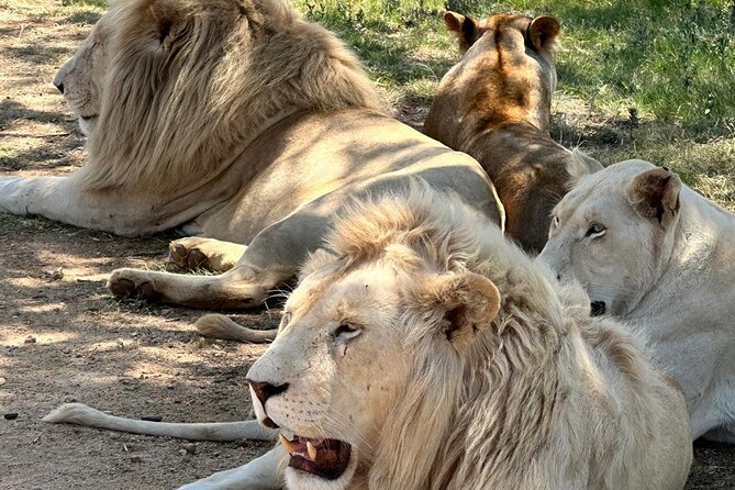 Captivating Safari Lion Park Experience (Half Day Guided Tour) - Is $94.90 a fair price?