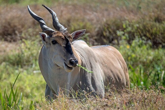 Captivating Safari Lion Park Experience (Half Day Guided Tour) - Who should book this half-day experience?