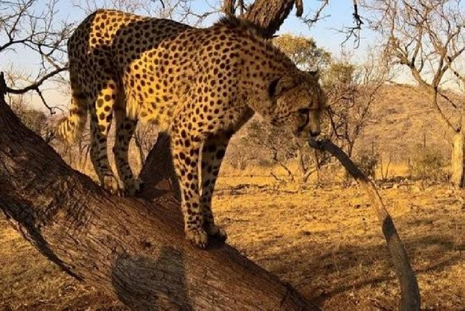 Captivating Safari Lion Park Experience (Half Day Guided Tour) - The two-hour drive through the animal areas
