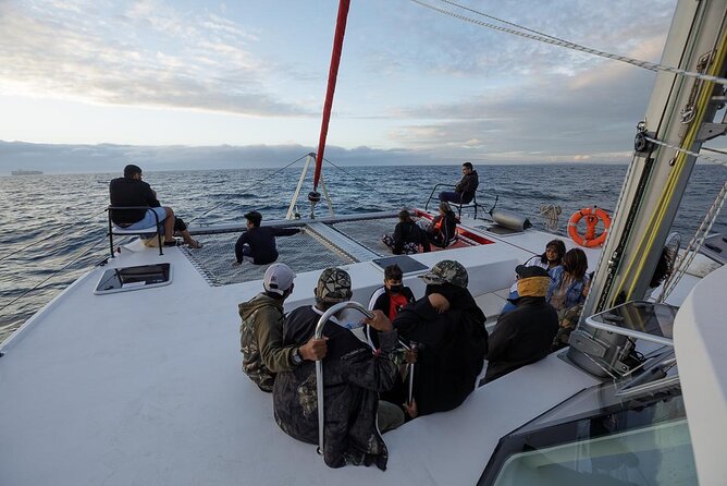Catamaran Sunset Champagne Cruise Cape Town - Wildlife sightings are a bonus, not the plan