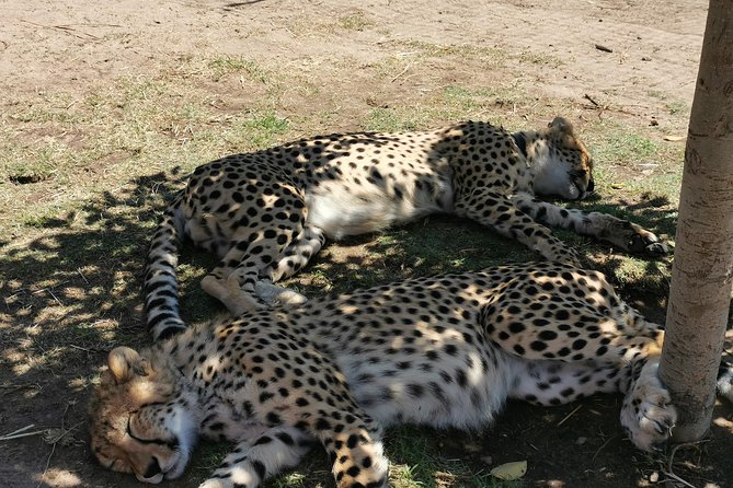 Cheetah Outreach Tour Somerset West, Gordon's Bay and Strand Beaches - Why the Somerset West cheetah stop matters