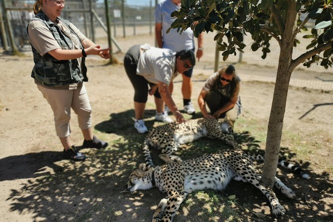 Cheetah Outreach Tour Somerset West, Gordon's Bay and Strand Beaches - What a cheetah encounter feels like